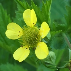 Geum macrophyllum macrophyllum