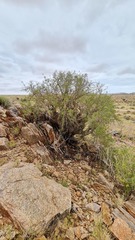 Commiphora gracilifrondosa