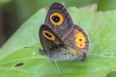 Ypthima aphnius