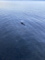 Chroicocephalus maculipennis