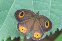 Ypthima aphnius