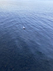 Chroicocephalus maculipennis