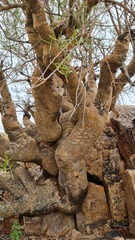 Commiphora gracilifrondosa