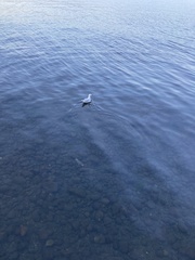 Chroicocephalus maculipennis