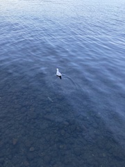 Chroicocephalus maculipennis