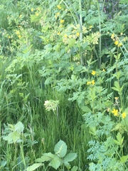 Geum macrophyllum macrophyllum