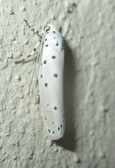 Ethmia coscineutis