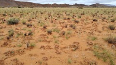 Eragrostis nindensis