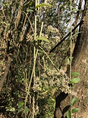 Tarlmounia elliptica