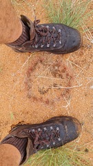 Eragrostis nindensis