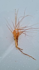 Eragrostis nindensis