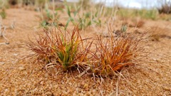 Eragrostis nindensis