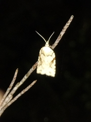 Leucotenes coprosmae