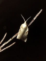 Leucotenes coprosmae