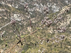 Condea decipiens