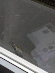 Motacilla cinerea