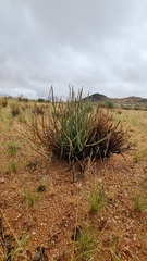 Euphorbia gregaria