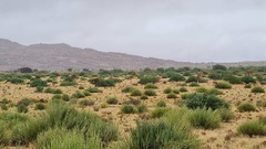 Euphorbia gregaria