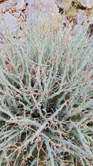 Euphorbia gariepina