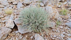 Euphorbia gariepina