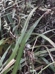 Acanthisitta chloris