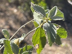 Bernardia lagunensis