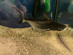 Pangasius sanitwongsei