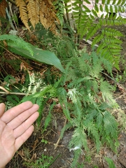 Selaginella longipinna