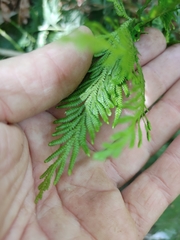 Selaginella longipinna