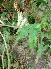 Selaginella longipinna