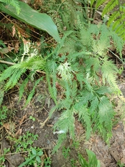 Selaginella longipinna