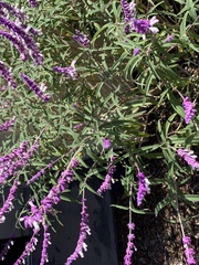 Salvia