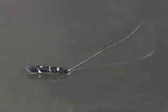 Leptocerus interruptus