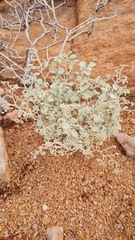 Hermannia minutiflora