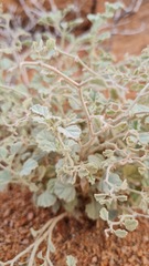 Hermannia minutiflora