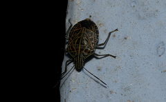 Cappaea taprobanensis