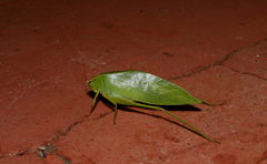 Trigonocorypha unicolor