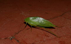 Trigonocorypha unicolor