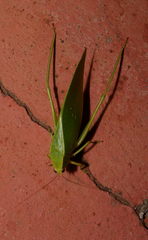 Trigonocorypha unicolor