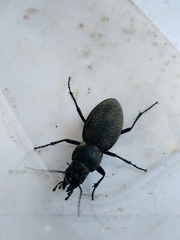 Carabus brandti