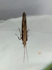 Plutella xylostella