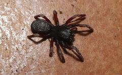 Oedignatha