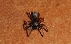 Oedignatha