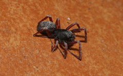 Oedignatha