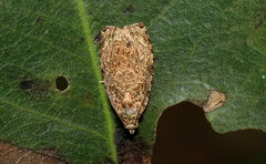 Sycacantha