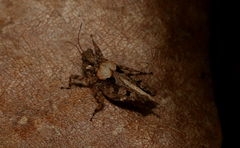 Tetrigidae