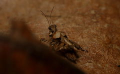 Tetrigidae