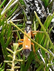 Priocnemis conformis