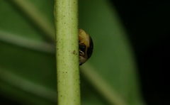 Sasajiscymnus