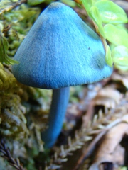 Entoloma hochstetteri